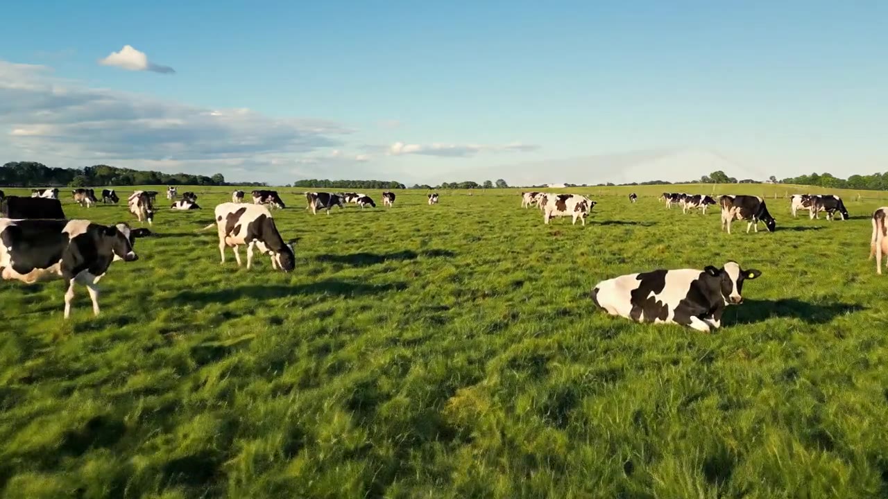 Dairy Farming Feasibility Studies