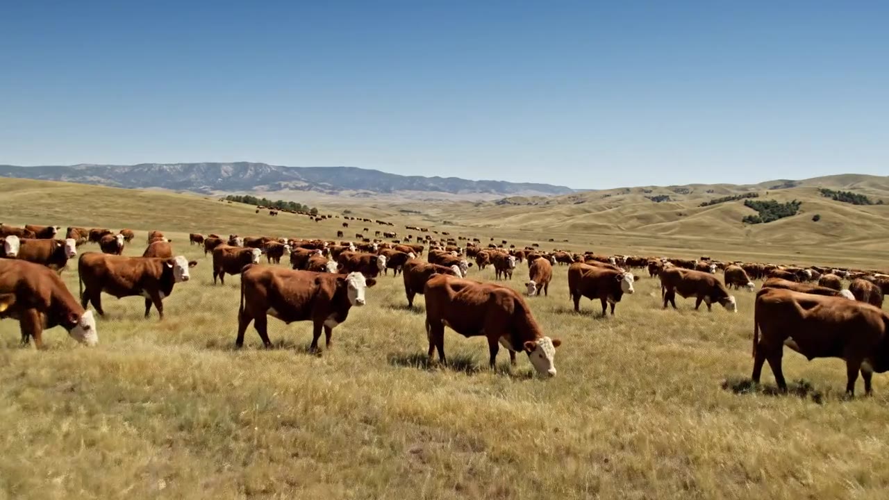 Cattle & Livestock Ranching Feasibility Studies