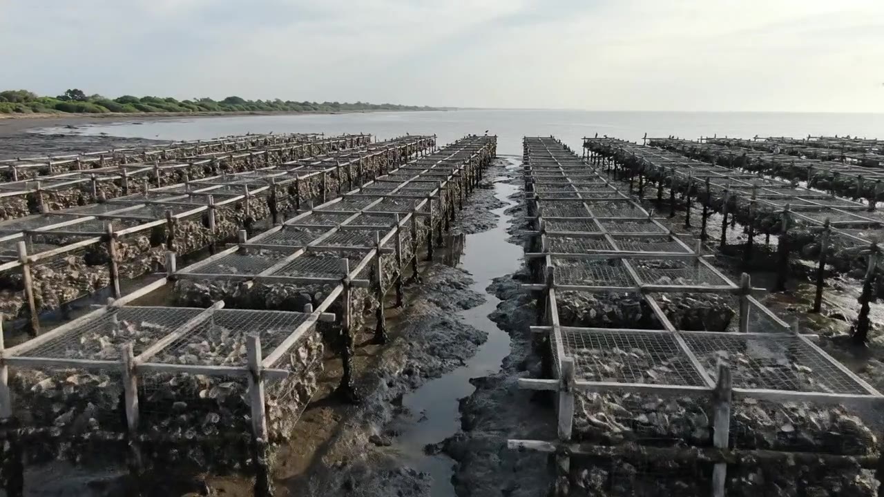 Shellfish Farm Feasibility Studies