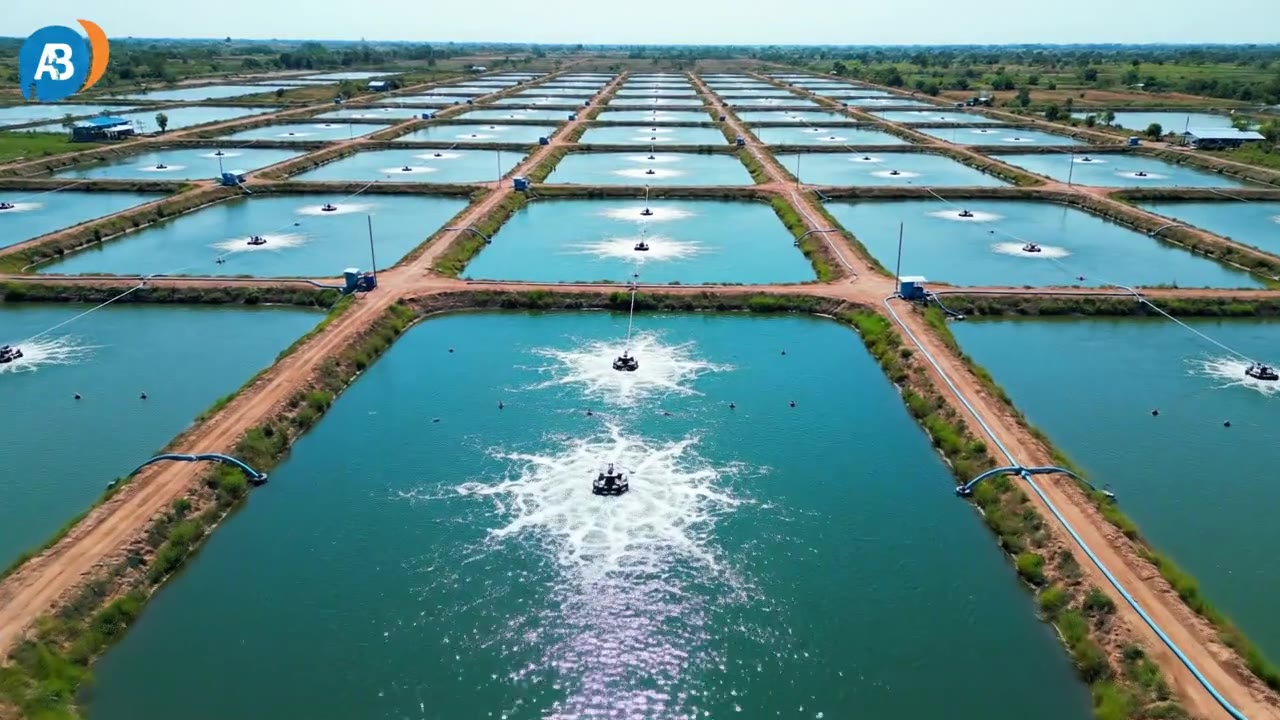 Shrimp Farm Feasibility Studies