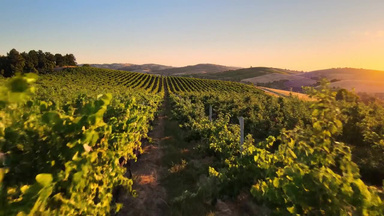 Vineyard, Orchard & Permanent Crops Feasibility Studies
