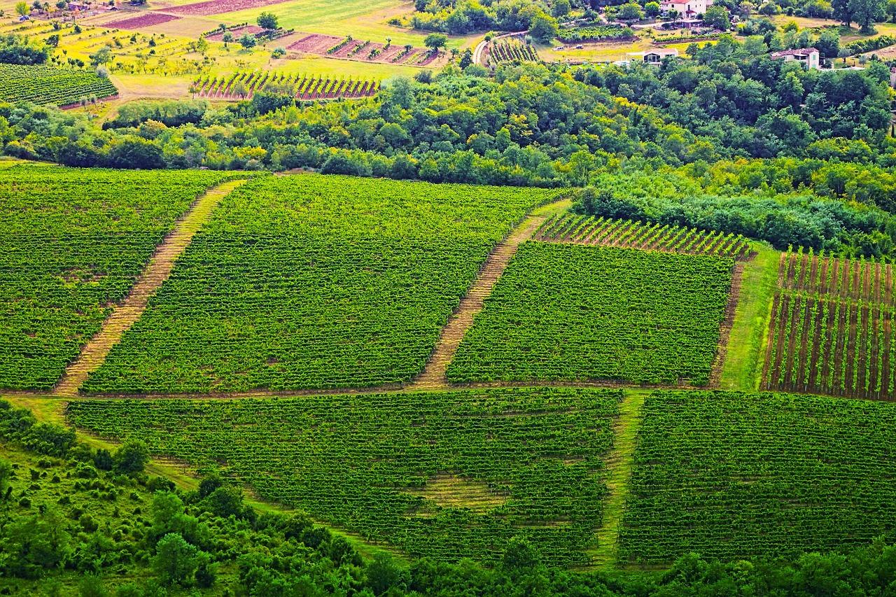 Crop Farming and Row Crops Feasibility Study Crop Farming and Row Crops Feasibility Study