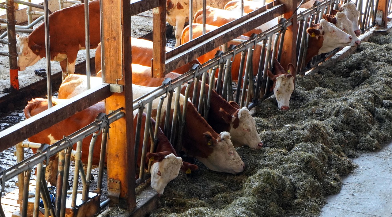 Dairy Farming Feasibility Study Dairy Farming Feasibility Study