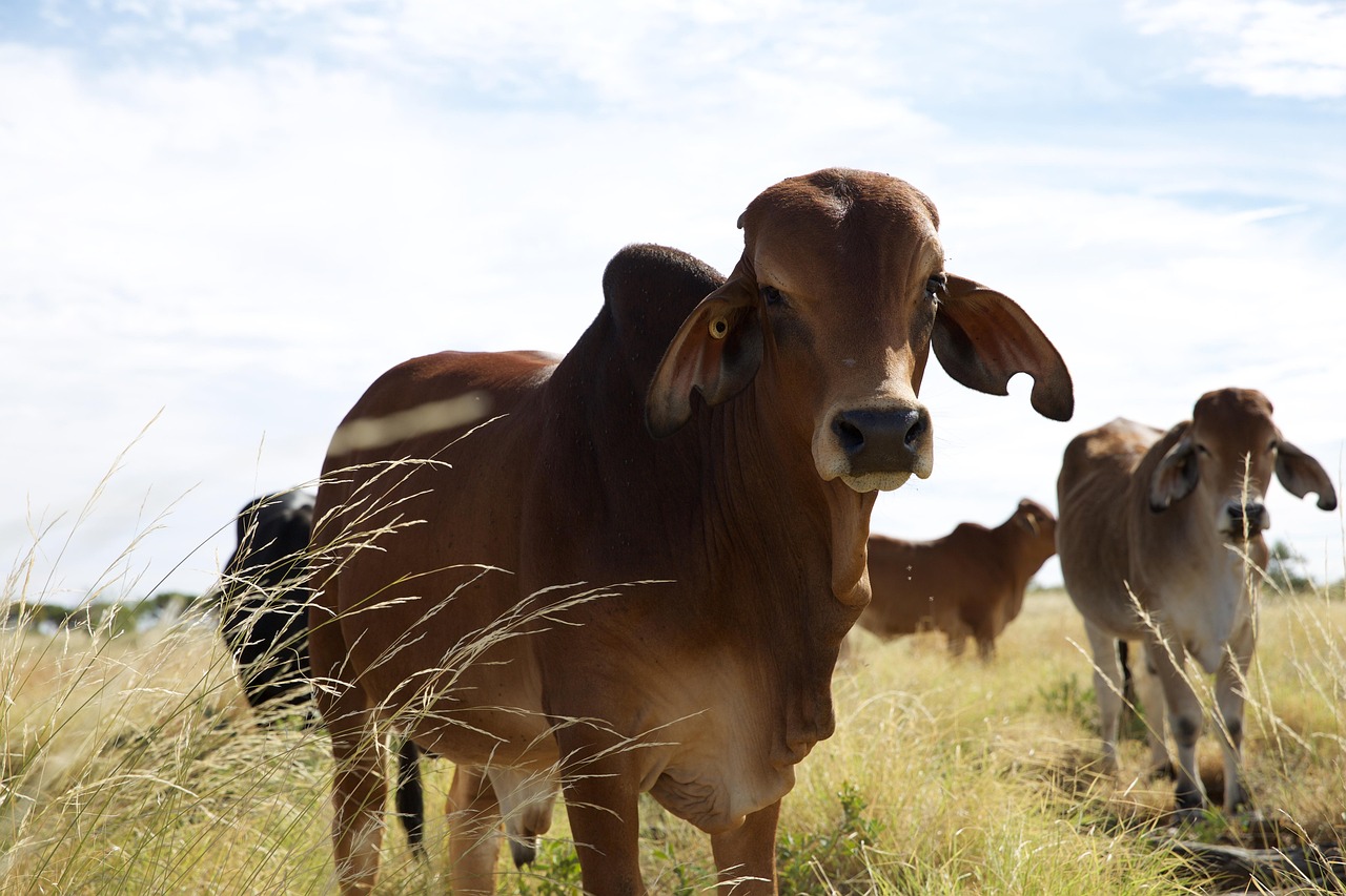 Cattle and Livestock Ranching Feasibility Study Cattle and Livestock Ranching Feasibility Study