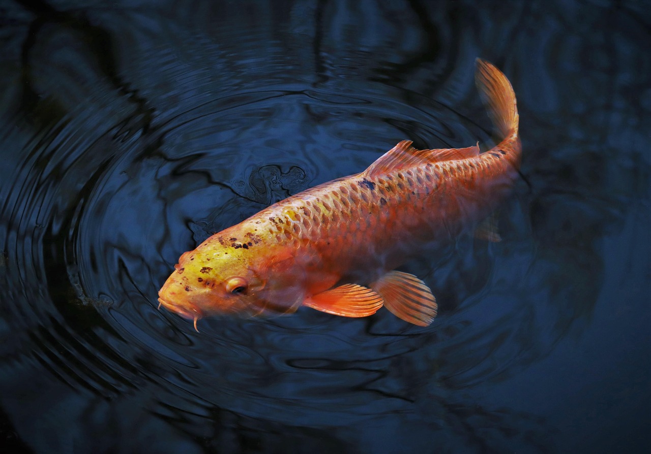Ornamental Aquaculture (Koi, Aquarium Fish, Coral, Aquatic Plants) Feasibility Study Ornamental Aquaculture (Koi, Aquarium Fish, Coral, Aquatic Plants) Feasibility Study
