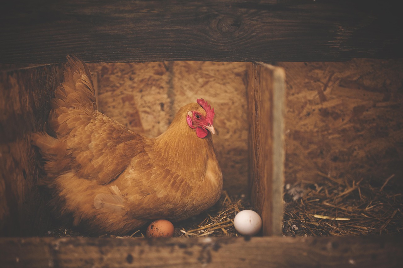 Poultry and Swine Production Feasibility Study Poultry and Swine Production Feasibility Study
