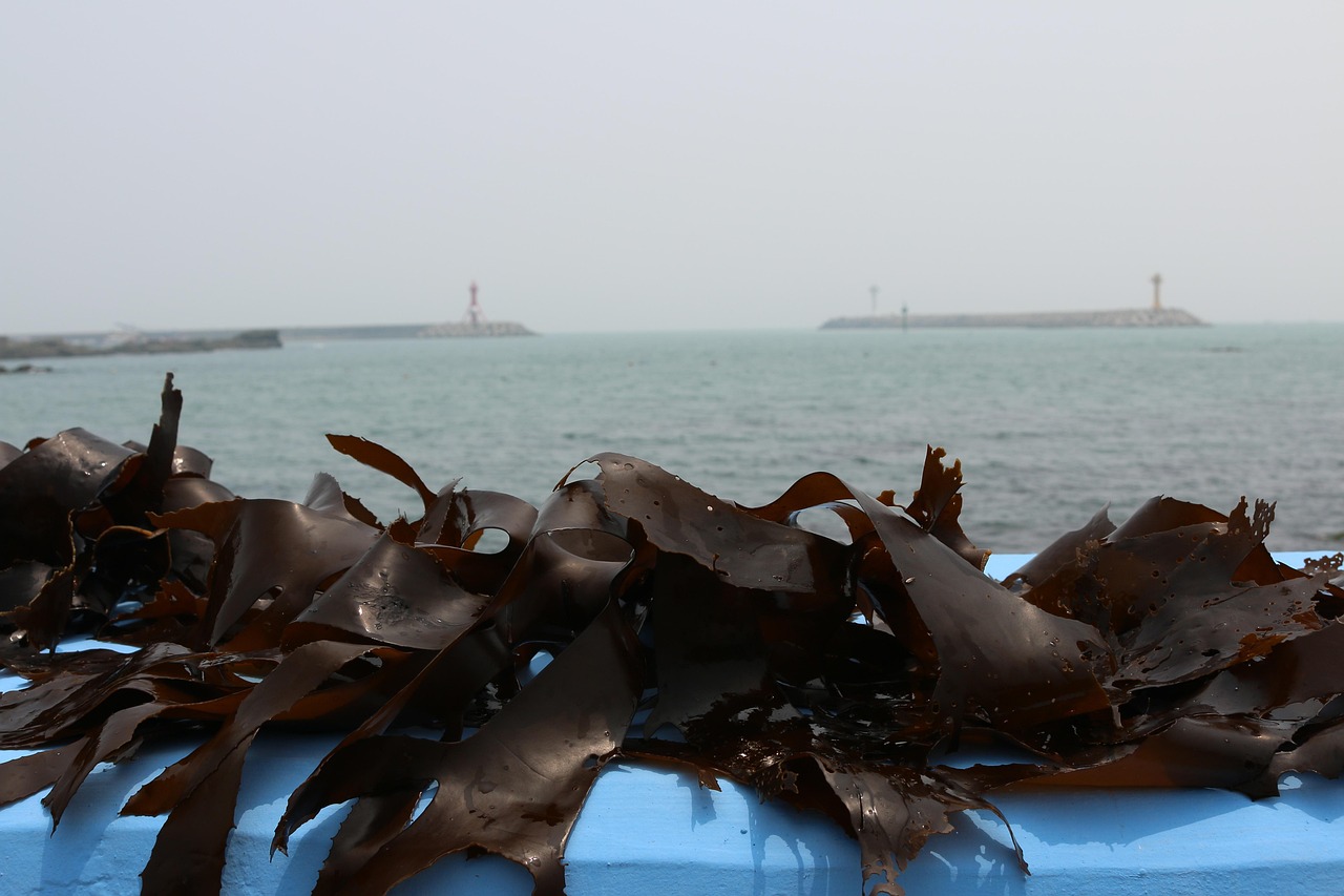 Seaweed and Kelp Farm (Edible, Industrial, Algae) Feasibility Study Seaweed and Kelp Farm (Edible, Industrial, Algae) Feasibility Study