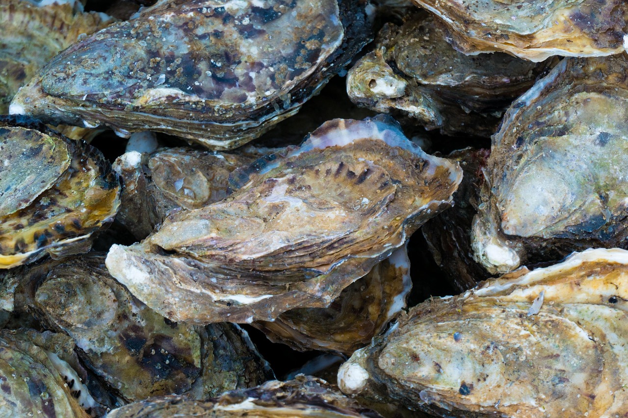 Shellfish Farm (Oysters, Clams, Mussels, Scallops) Feasibility Study Shellfish Farm (Oysters, Clams, Mussels, Scallops) Feasibility Study